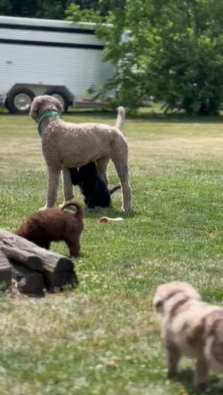 Aussiedoodle Puppies Ready For New Homes in Washington, District of Columbia