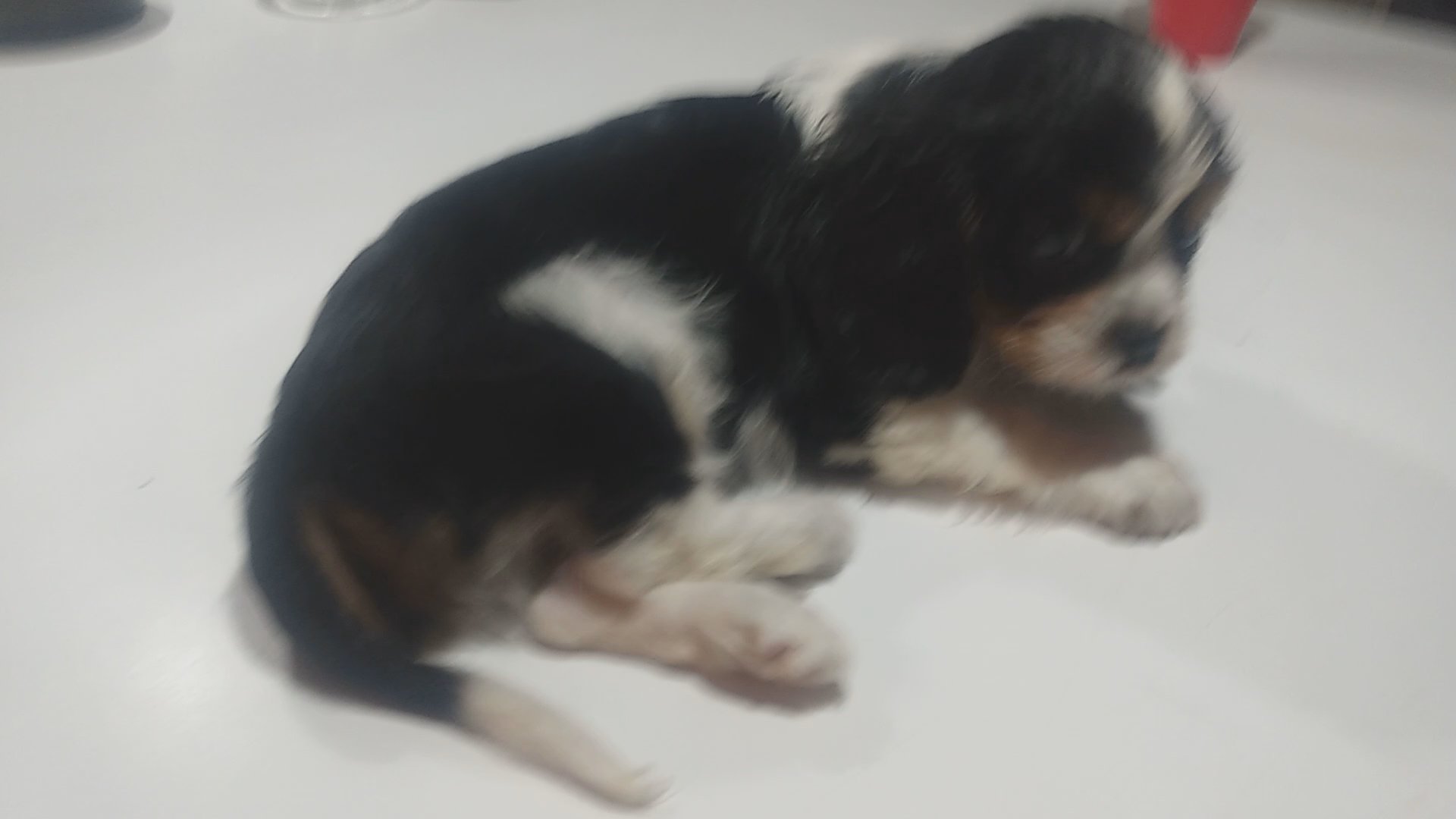 cavalier King Charles spaniel in Atlanta, Georgia