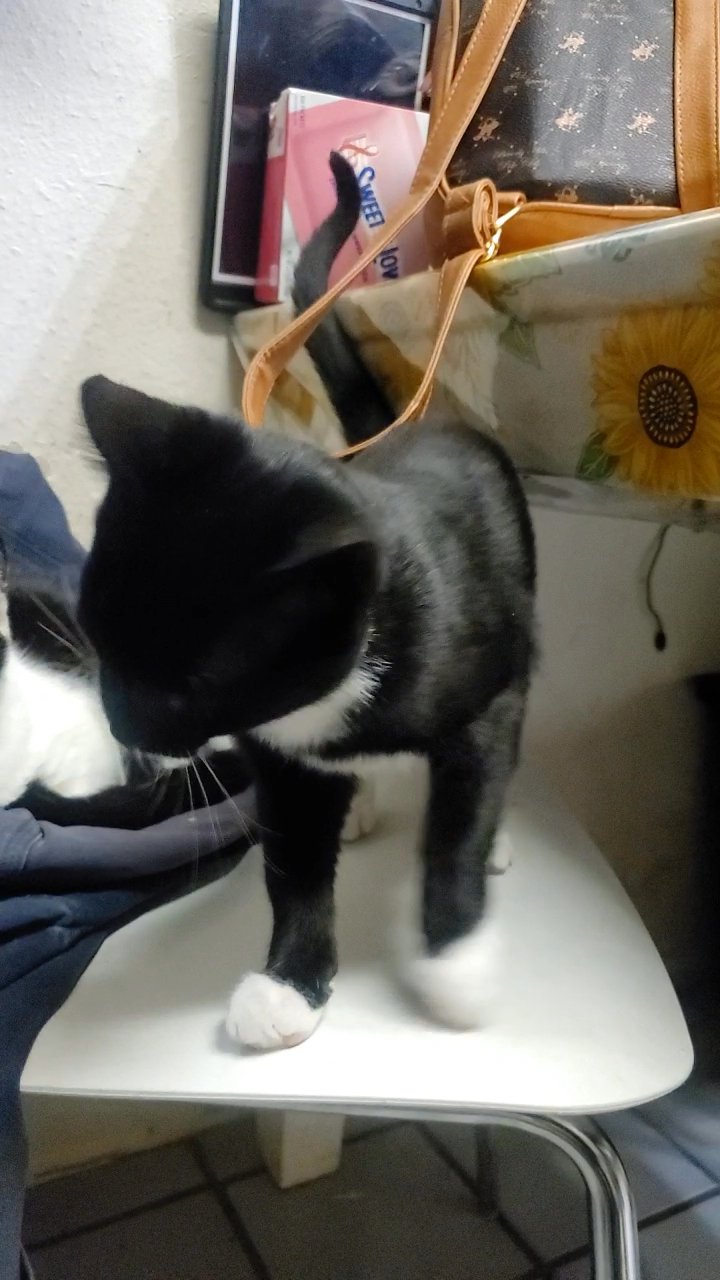 Male family cat in Washington, District of Columbia