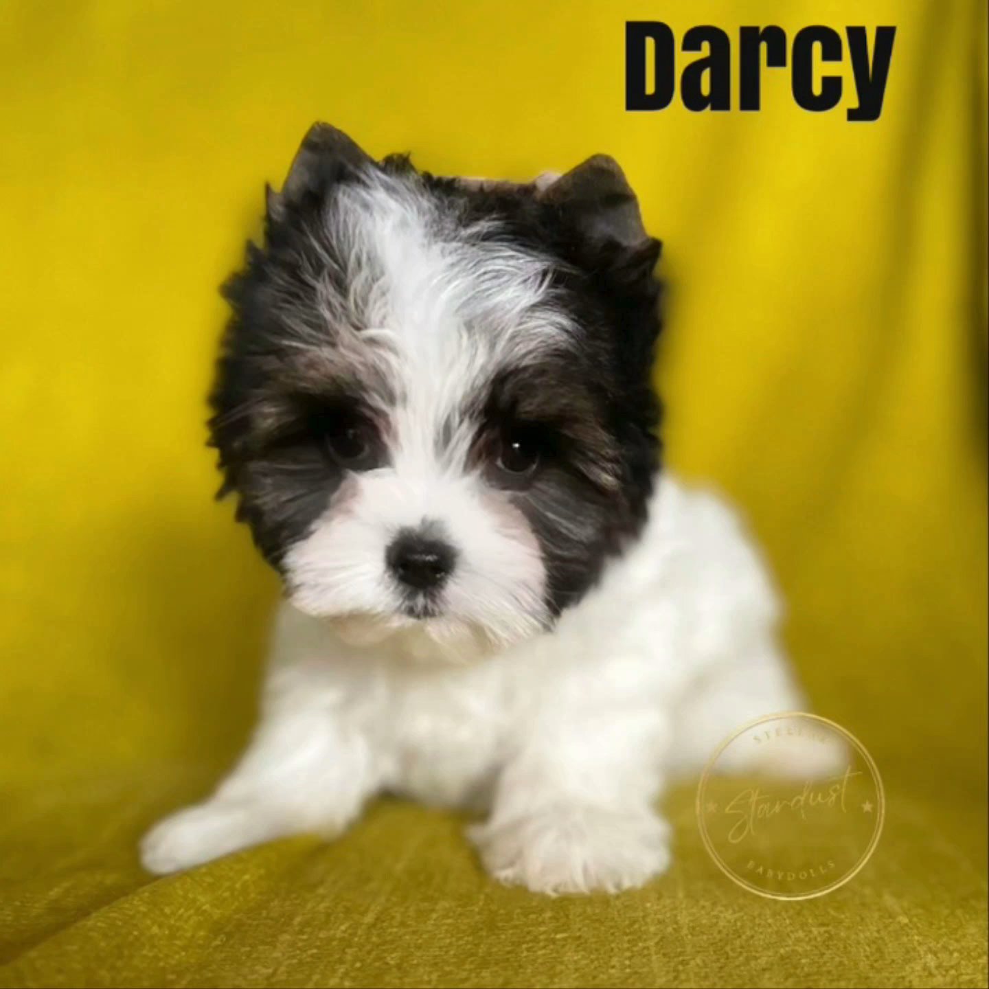 Darcy in Chicago, Illinois