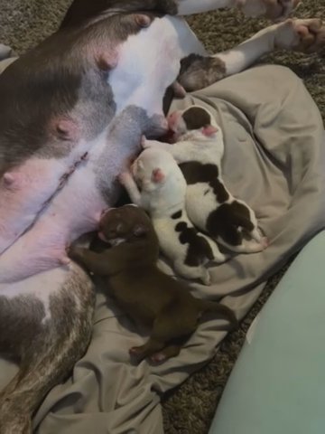 Bully Mixes They Are 8 Weeks Old Now in New York City, New York