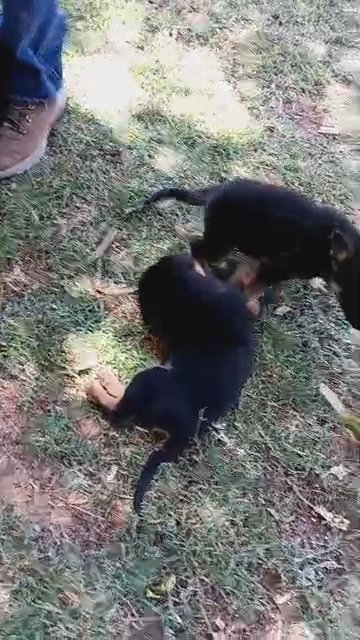 puppies in Phoenix, Arizona