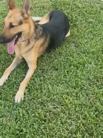 German Shepard in Dallas, Texas