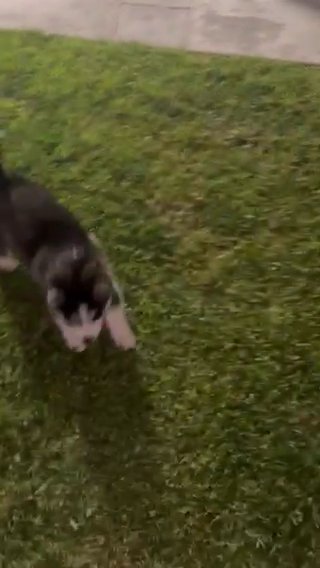 Baby Husky in San Gabriel, California