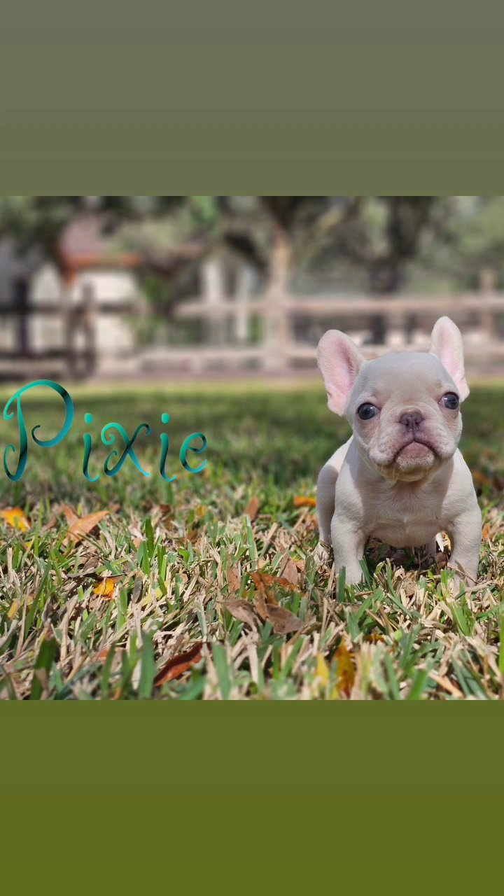 Pixie in Harlingen, Texas