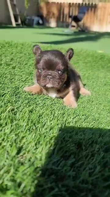 Chocolate Fluffy Frenchie Boy in Las Vegas, Nevada