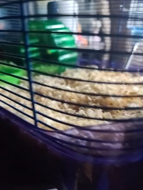 Russian dwarf hamster in Cicero (Township), Illinois