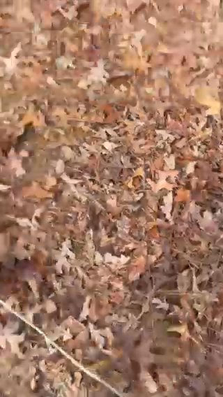11 Week Old American Staffordshire Terrier For Sale in Stonecrest, Georgia