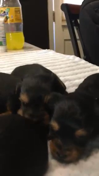 Yorkies in Hinesville, Georgia