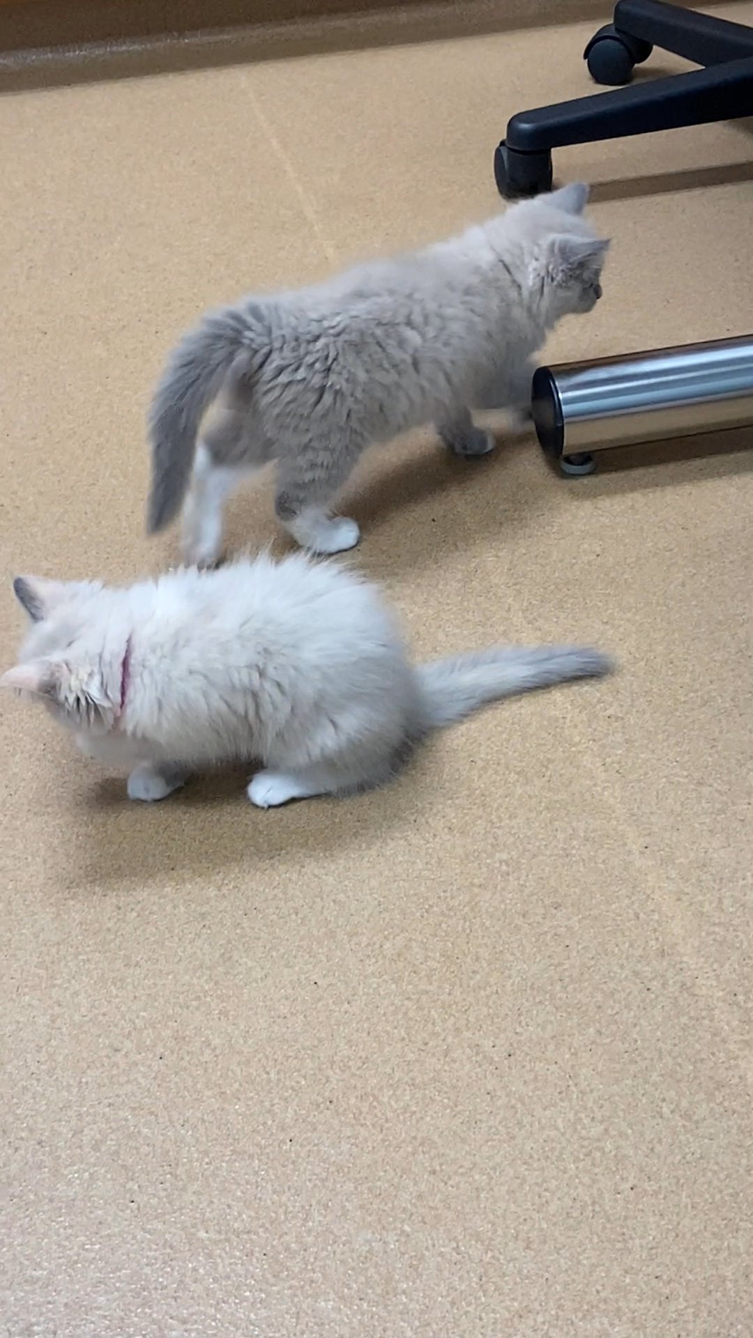 Ragdoll Babies ready to go in Arizona City, Arizona