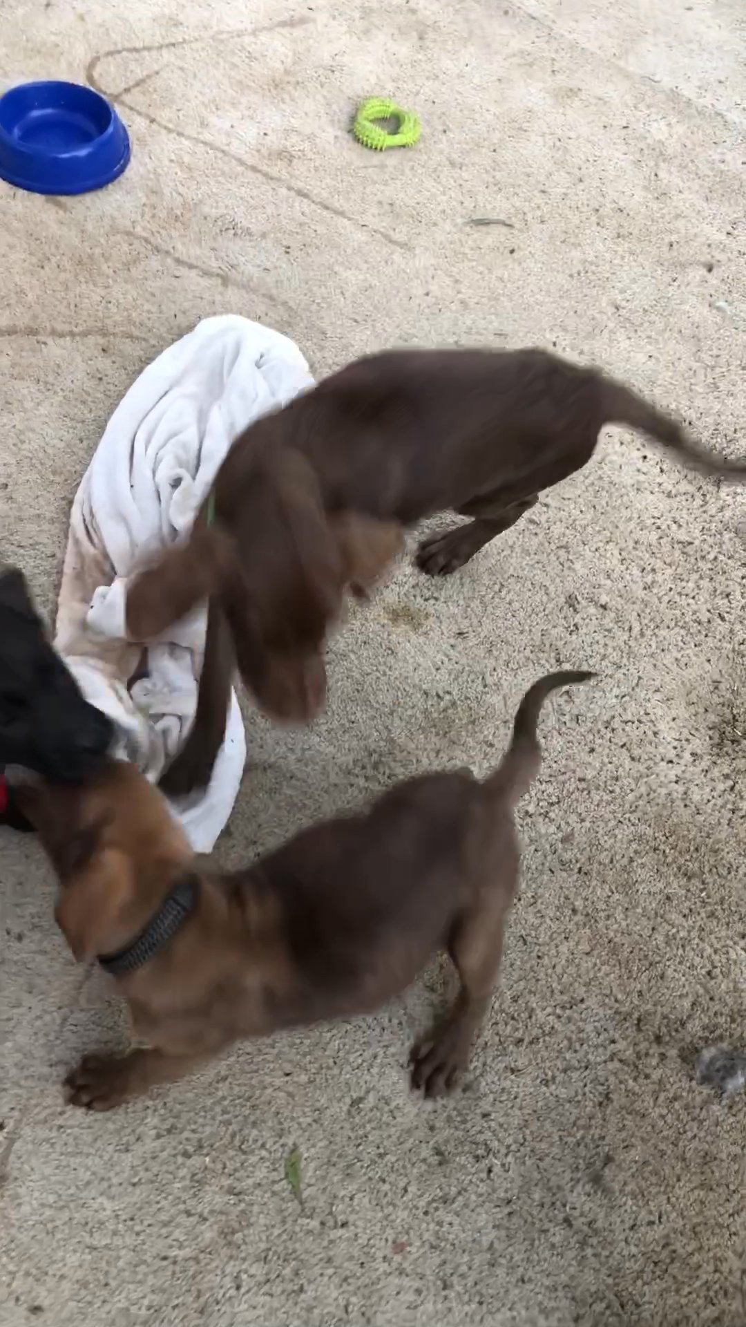 Weimaraner/ Lab Brown Puppies in Arizona City, Arizona
