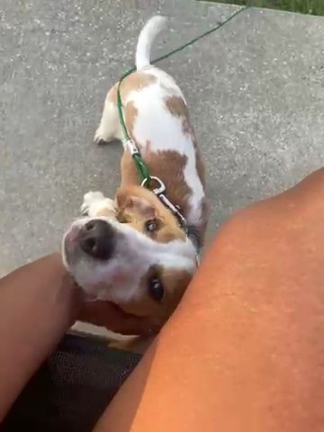Lemon drop beagle for sale in Arizona City, Arizona