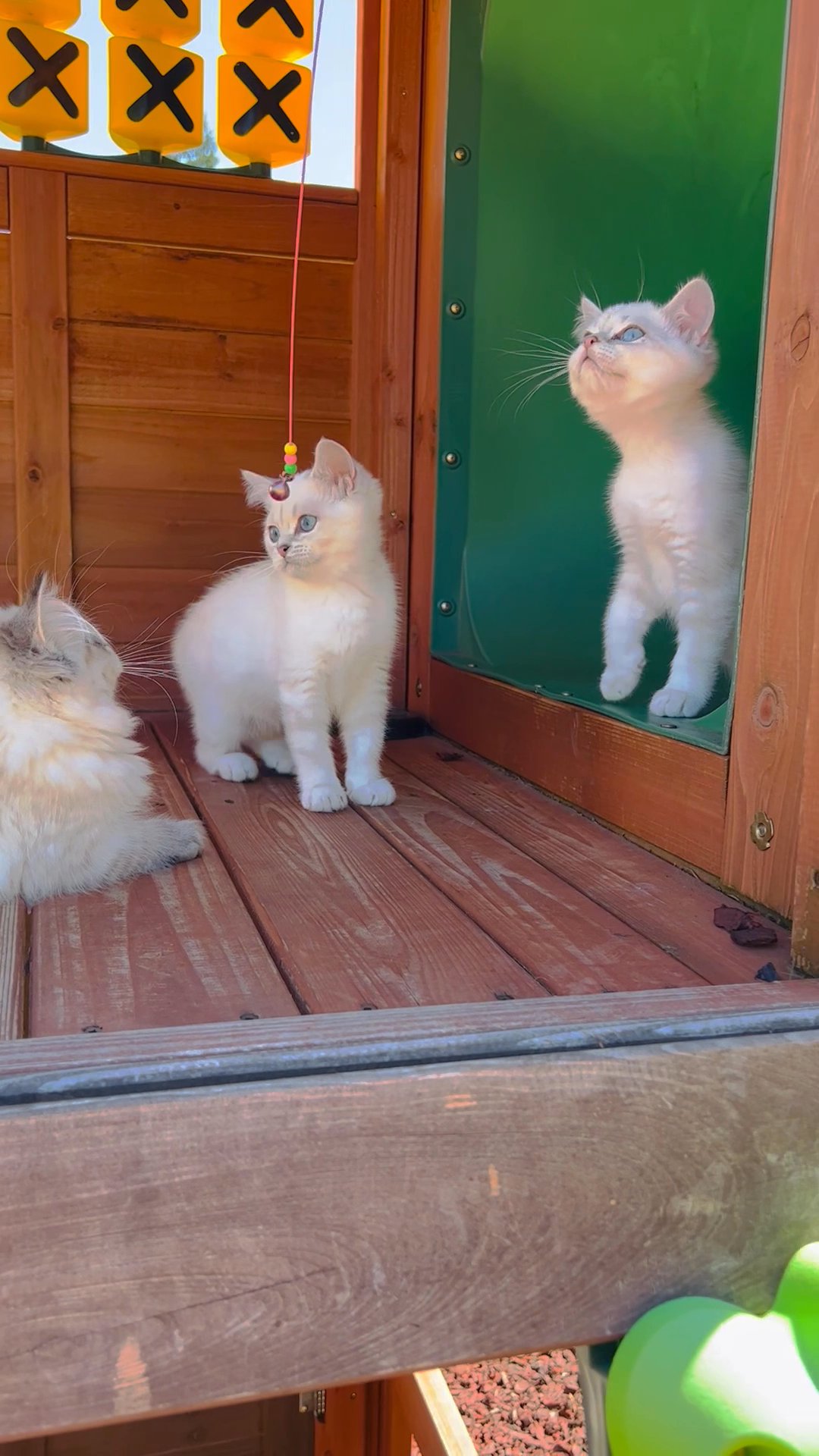 British shorthair kittens in Arizona City, Arizona