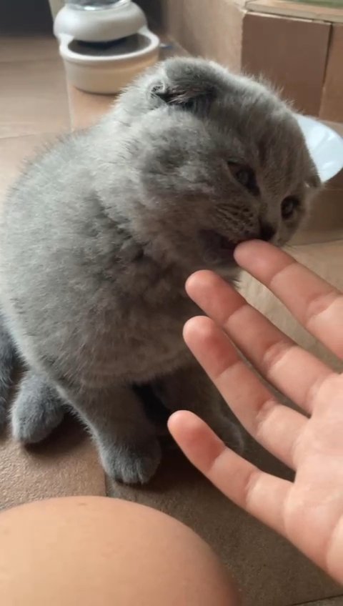 British short-hair x Scottish fold in Arizona City, Arizona