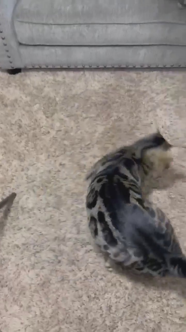 Begal kittens in Arizona City, Arizona