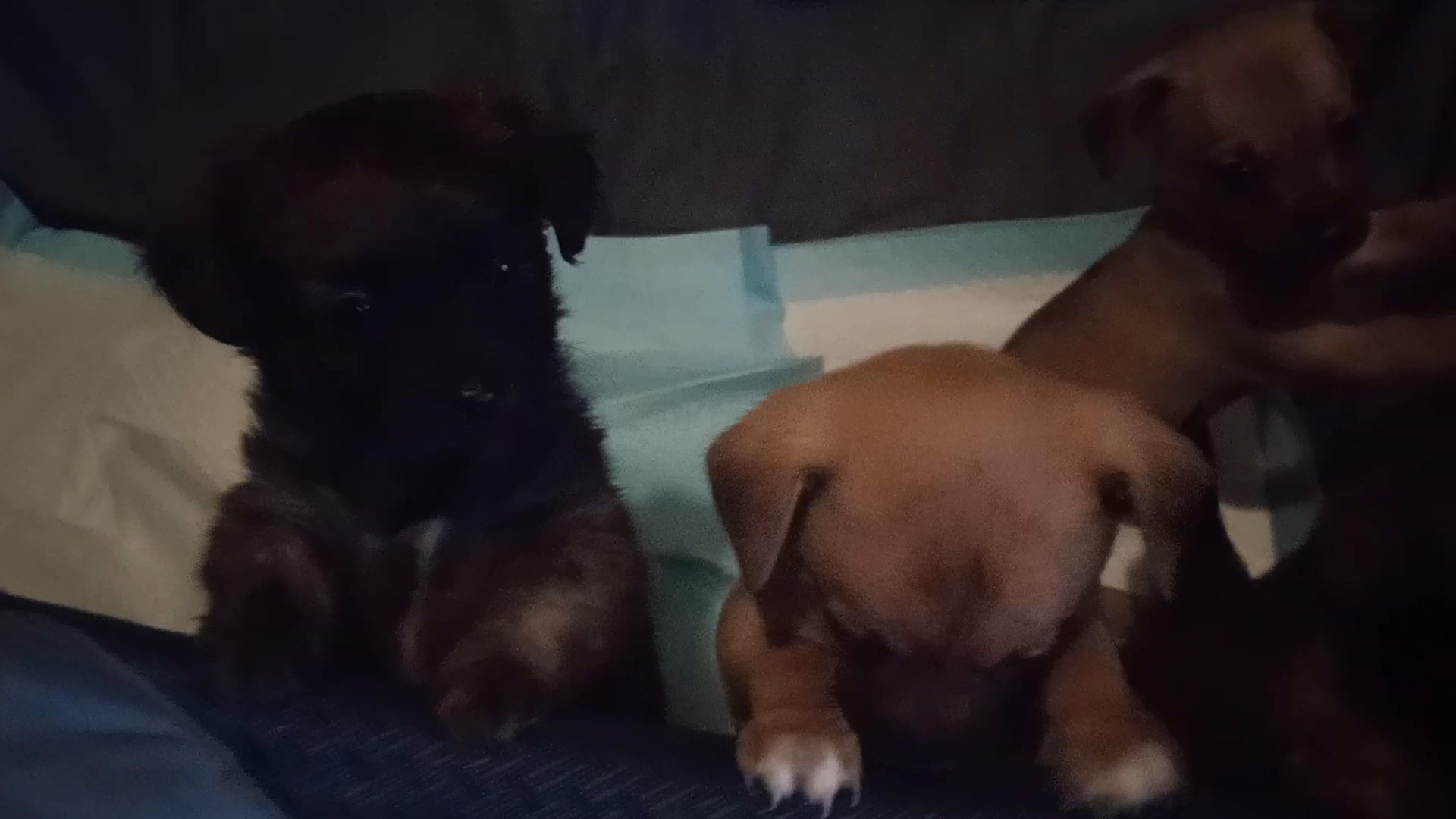 "Adorable puppies ( chihuahuas) " in Arizona City, Arizona
