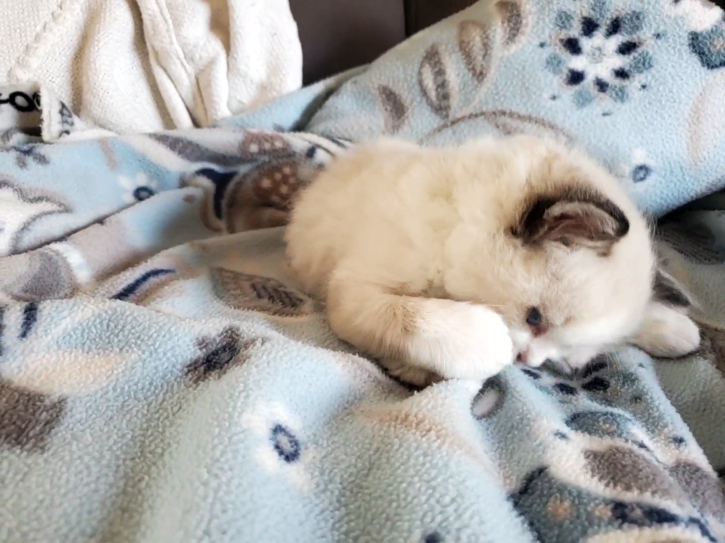 Adorable Ragdoll Kittens in Arizona City, Arizona