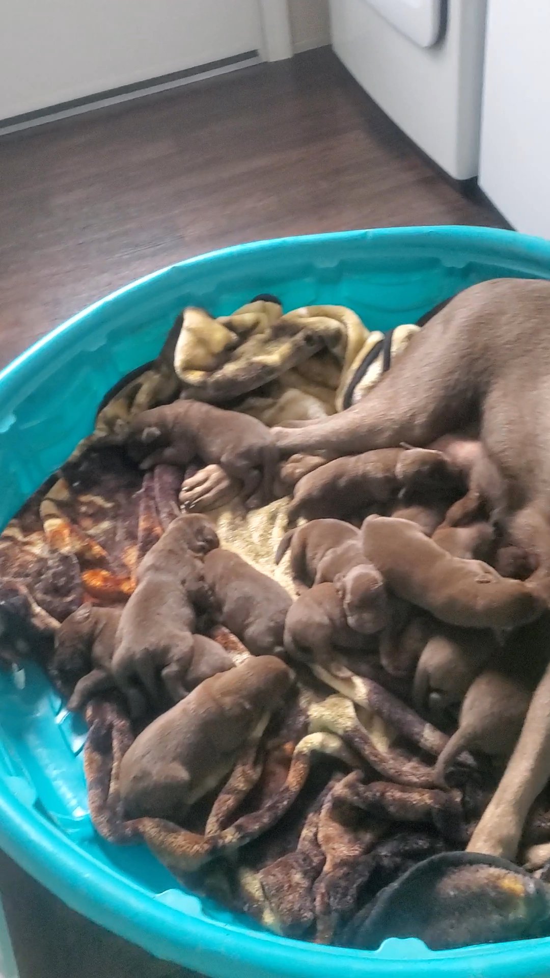 Chocolate Labrador puppies needing a forever home in Arizona City, Arizona