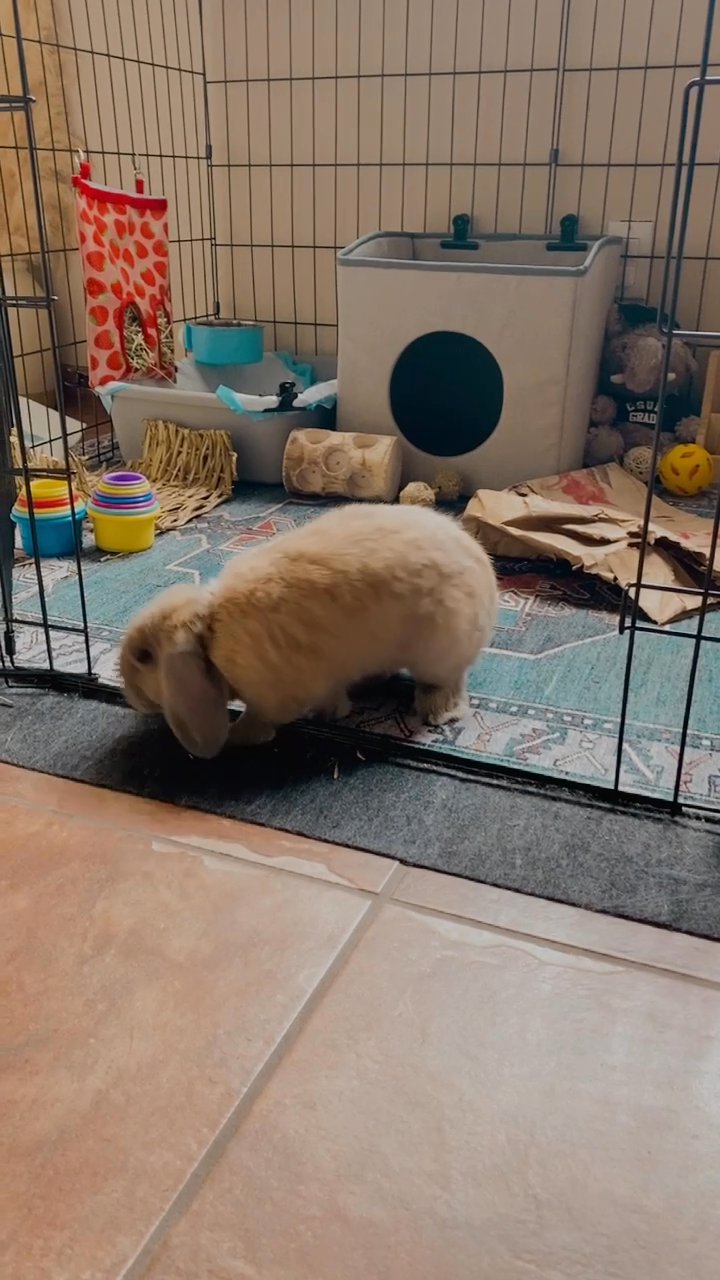 Female rabbit for sale! in Arizona City, Arizona