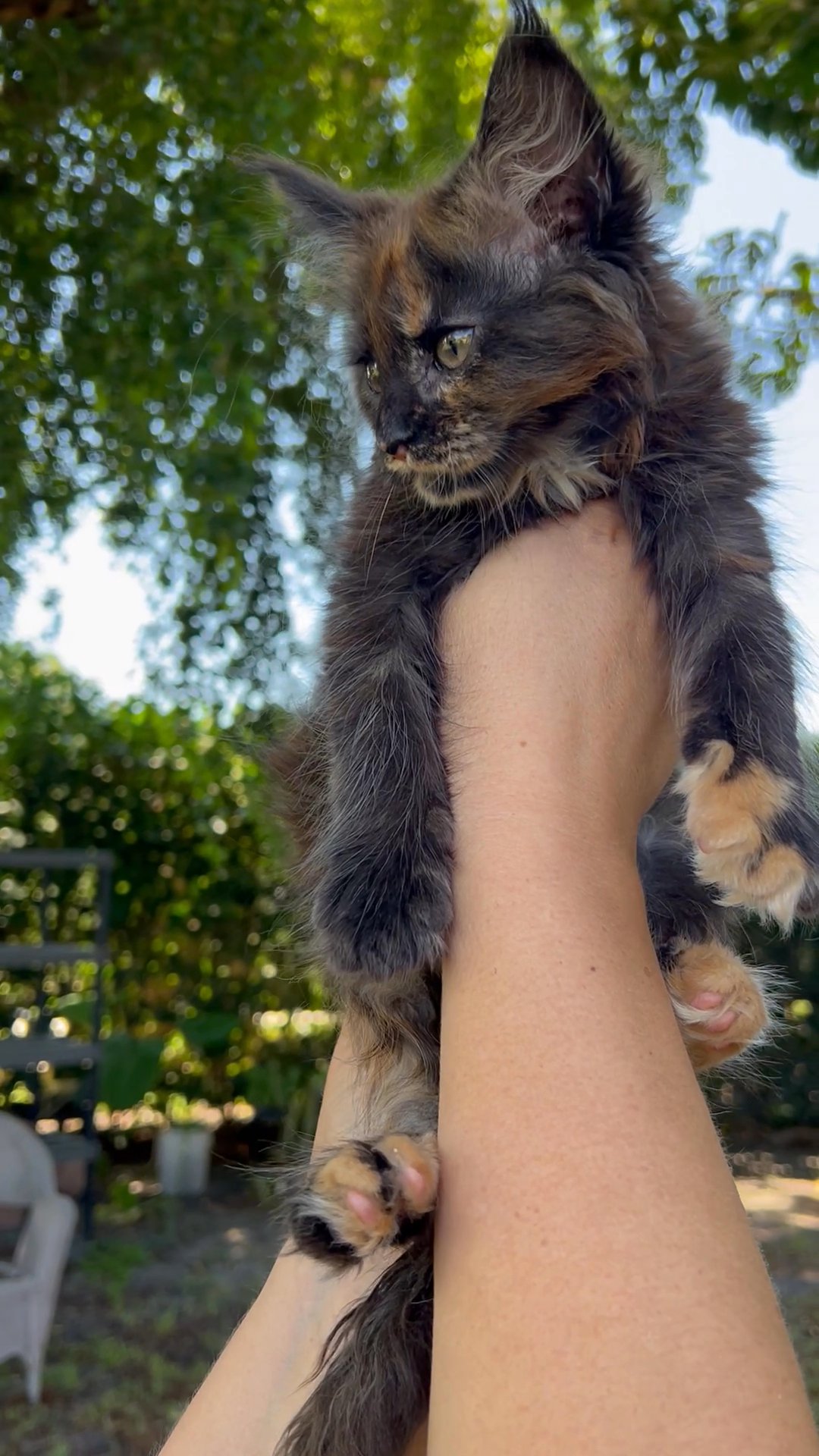 Maine Coon kitten girl OLLY in Arizona City, Arizona