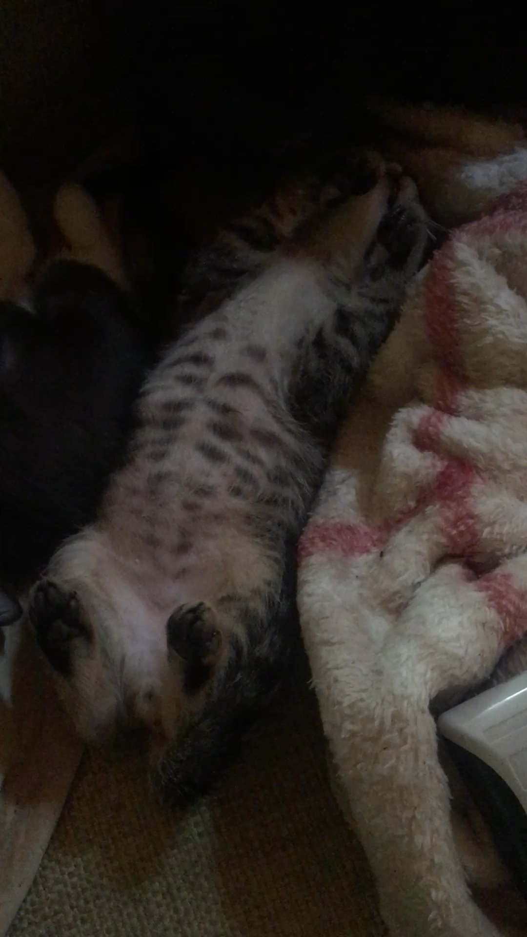 Baby Kittens in Arizona City, Arizona
