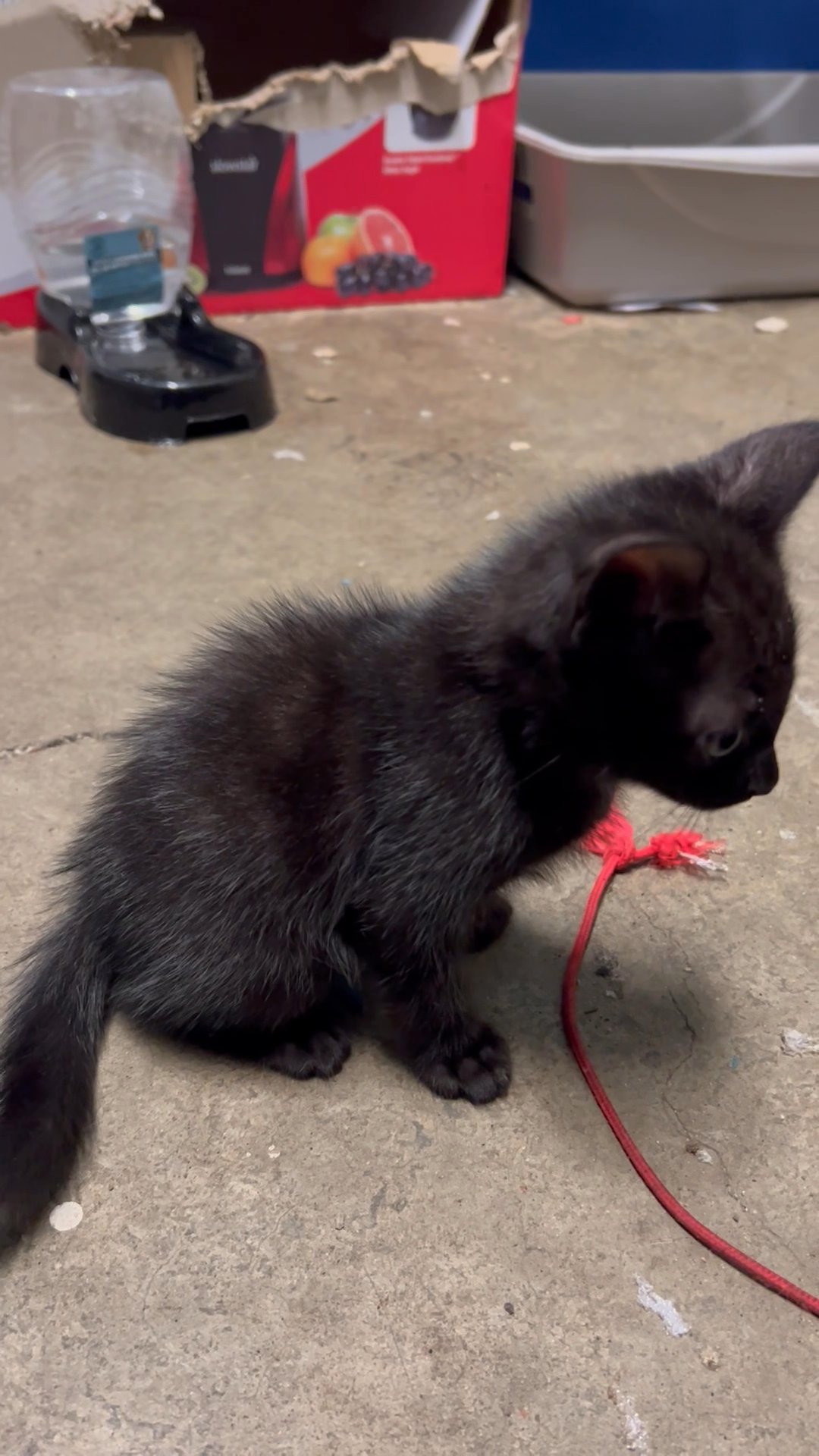 Beautiful Black Kittens!!! in Arizona City, Arizona