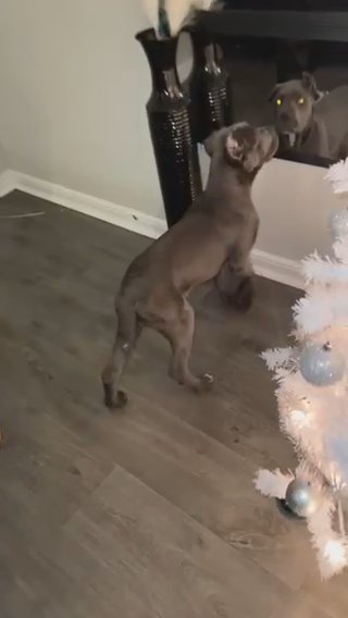 Female Cane Corso in Virginia Beach, Virginia