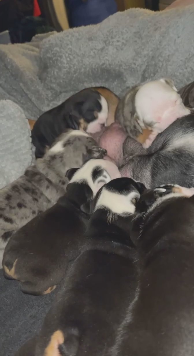 English Bulldog Puppies 6 available in Arizona City, Arizona