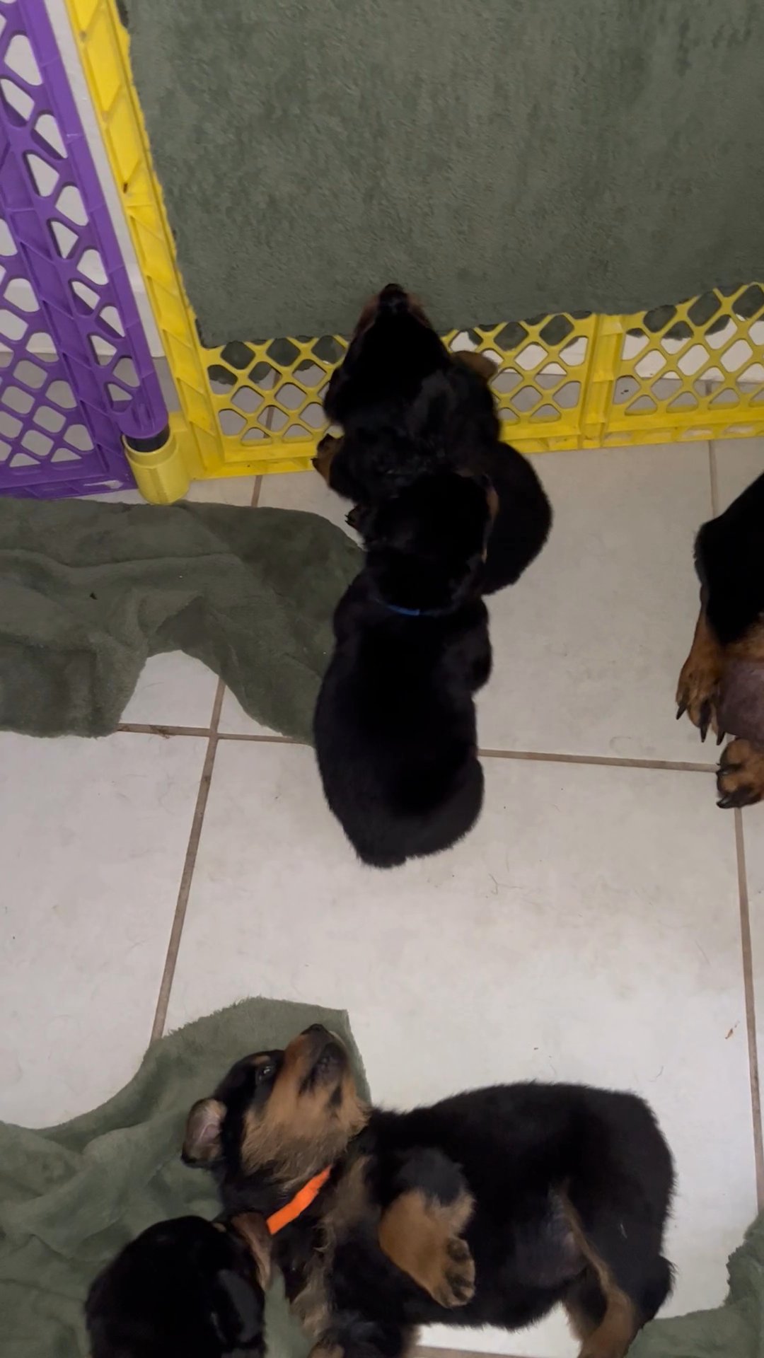 AKC Registered Rottweiler puppies in Arizona City, Arizona