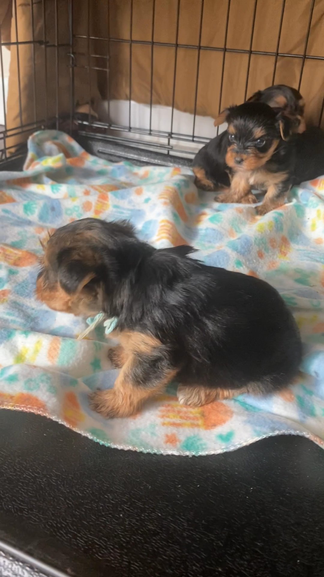 3 female yorkies in Arizona City, Arizona