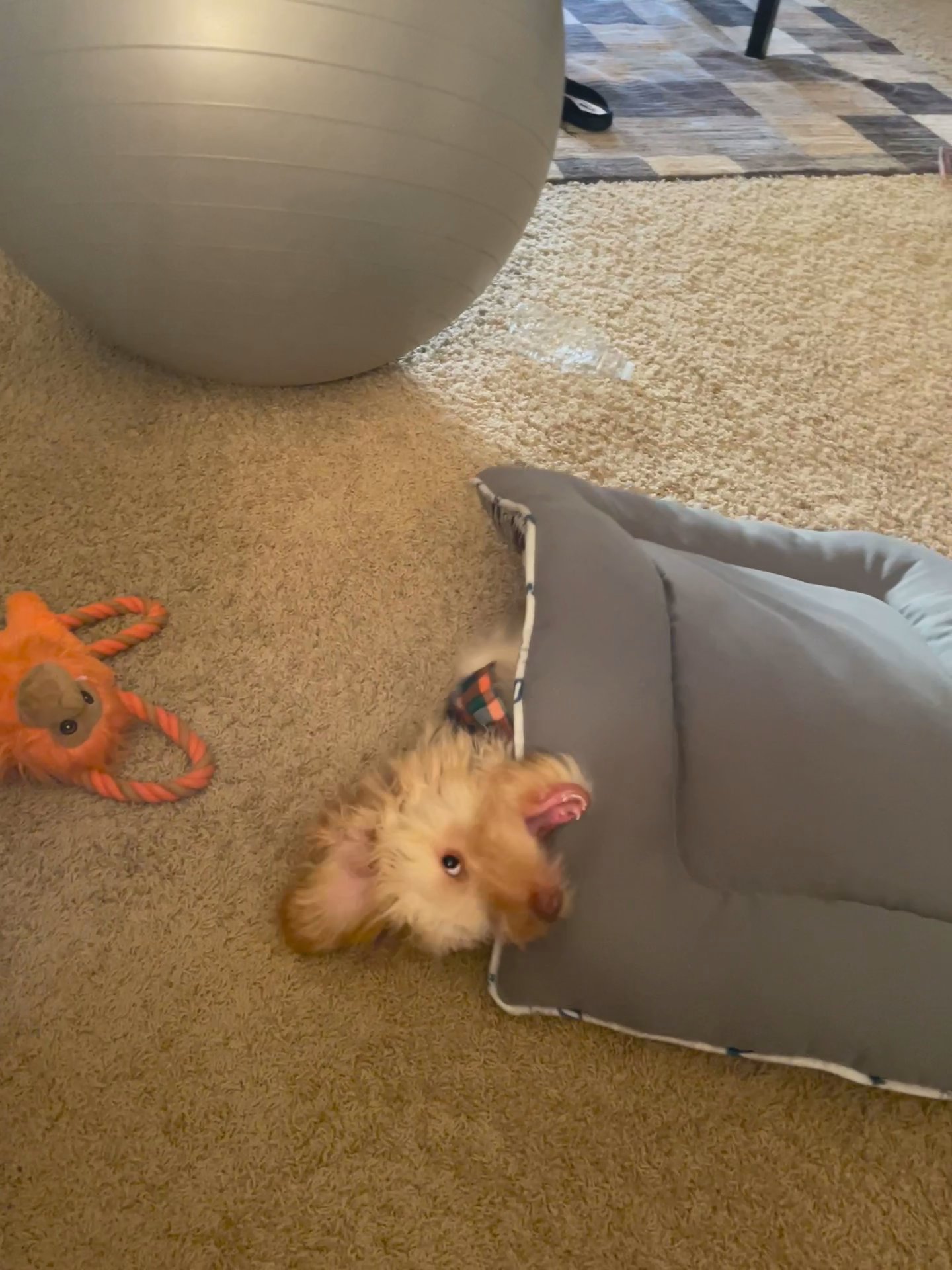 Kai needs a new home in Arizona City, Arizona