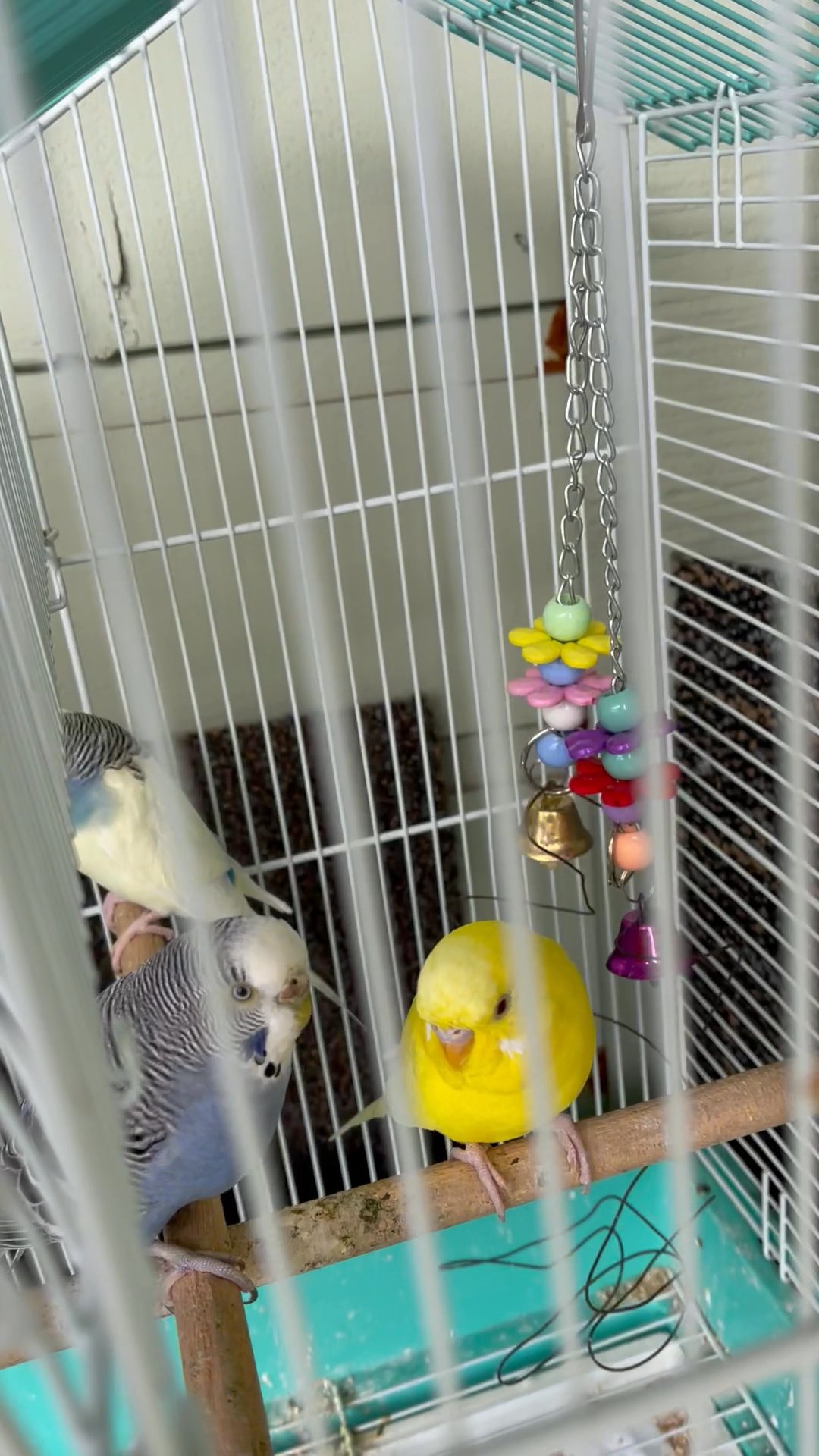 5 parakeets birds in Arizona City, Arizona