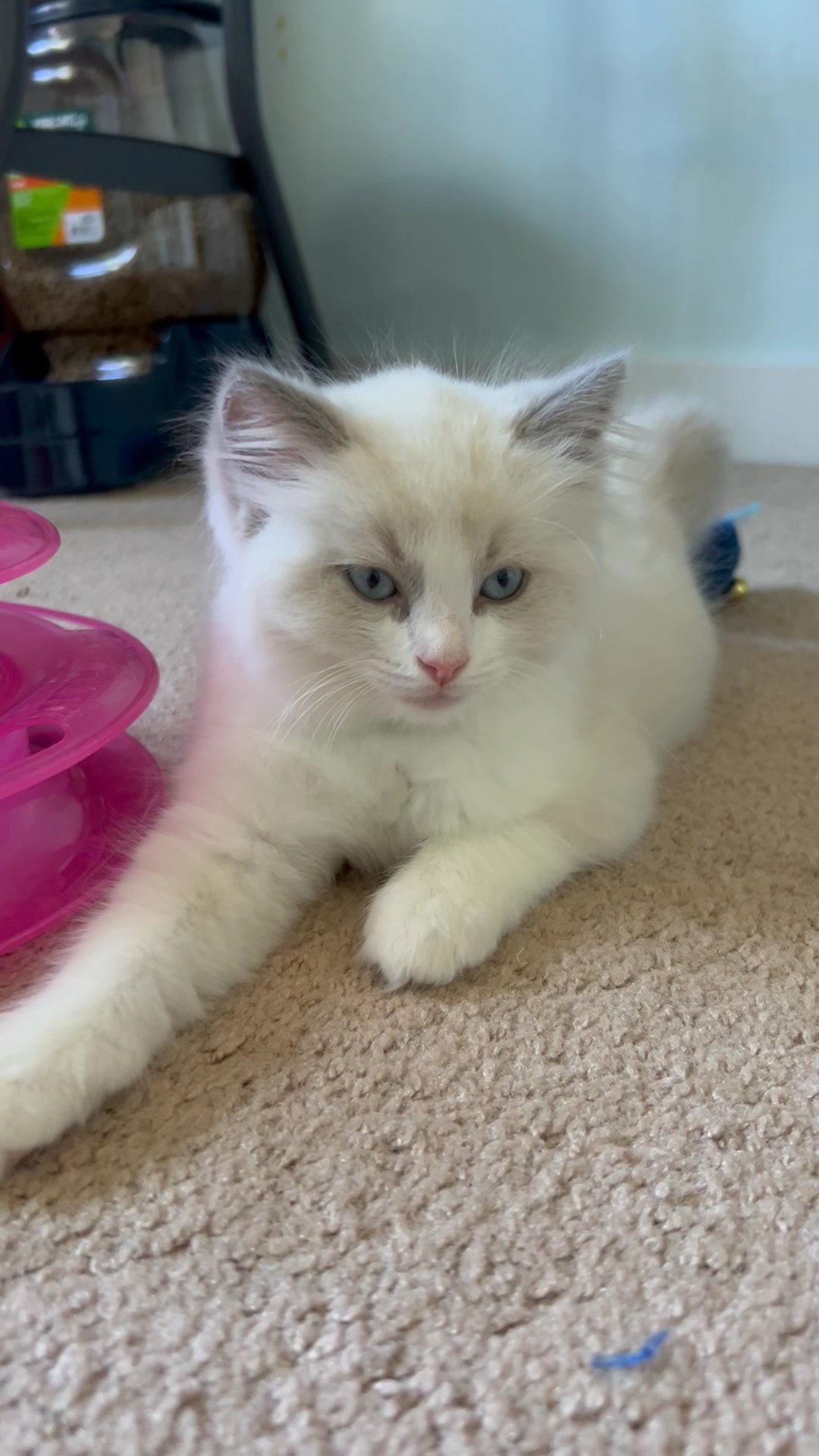 Blue Bicolor Ragdoll in Arizona City, Arizona