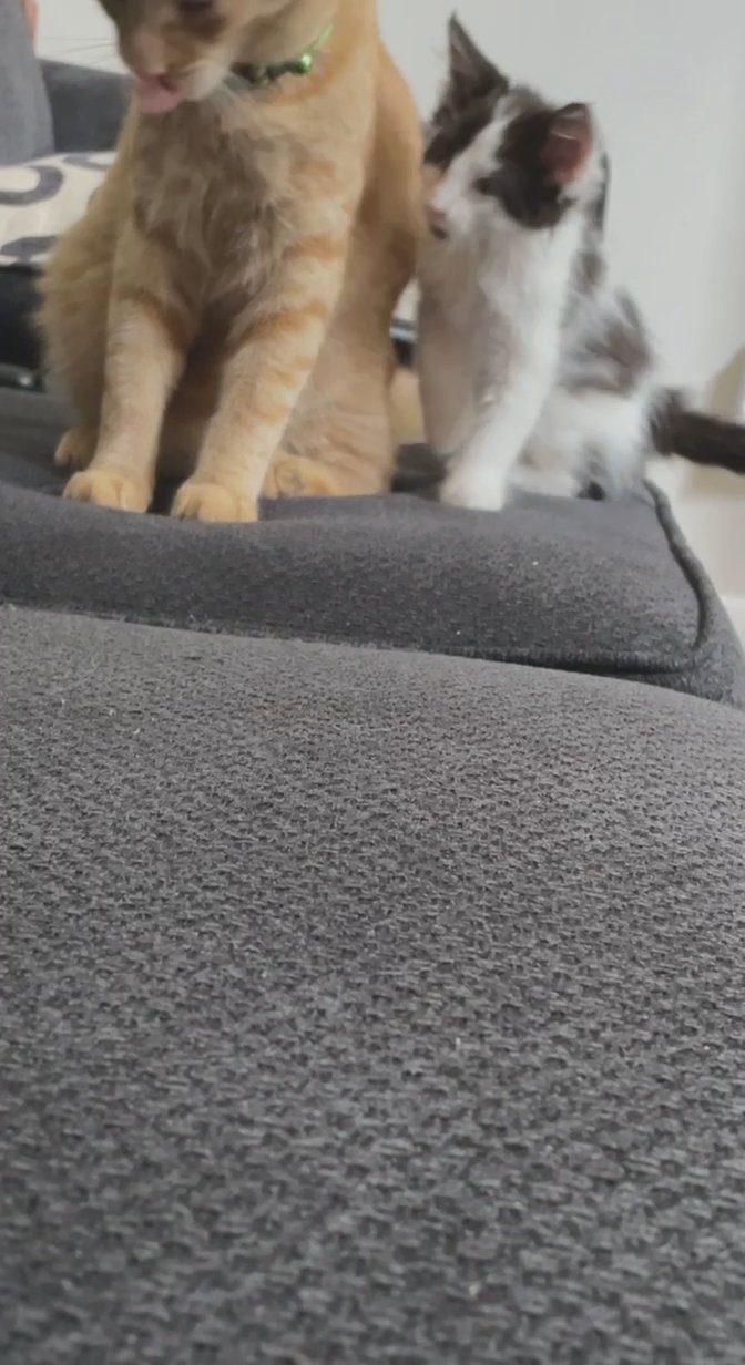 Moving to a new home doesn’t allow pets in Arizona City, Arizona