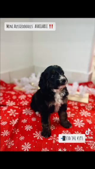 Miniature Aussiedoodles in Oroville, California