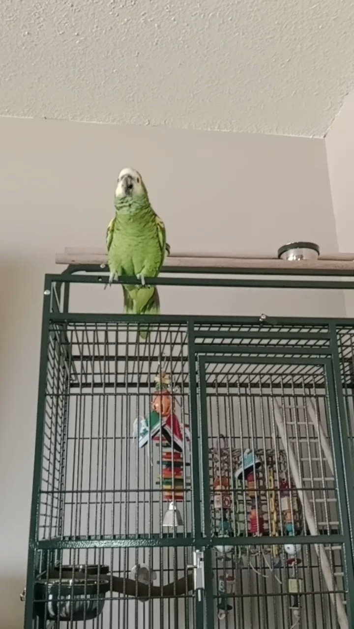 Amazon parrot for sale in Arizona City, Arizona