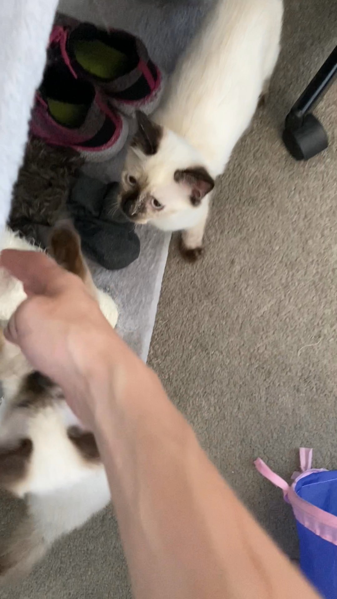 Siamese Kitten for ADOPTION! in Arizona City, Arizona