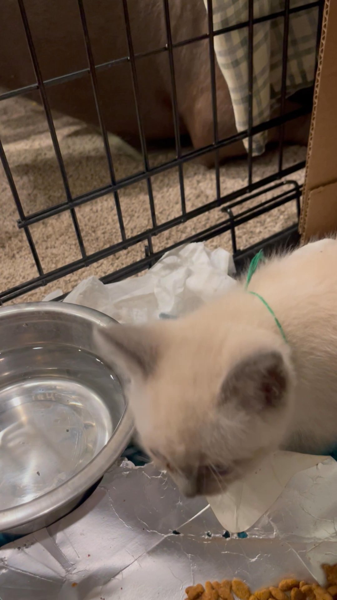 Beautiful Siamese kittens, lilac & seal ready to go! in Arizona City, Arizona