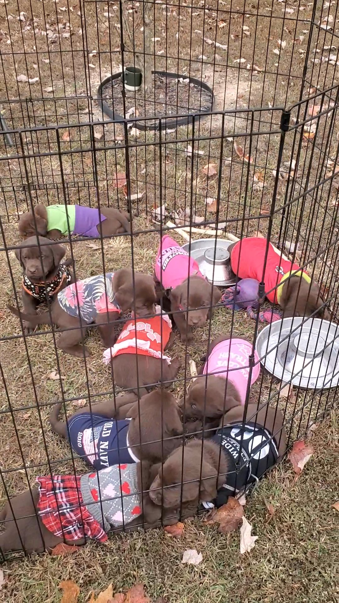 Chocolate Labrador puppies needing a forever home in Arizona City, Arizona