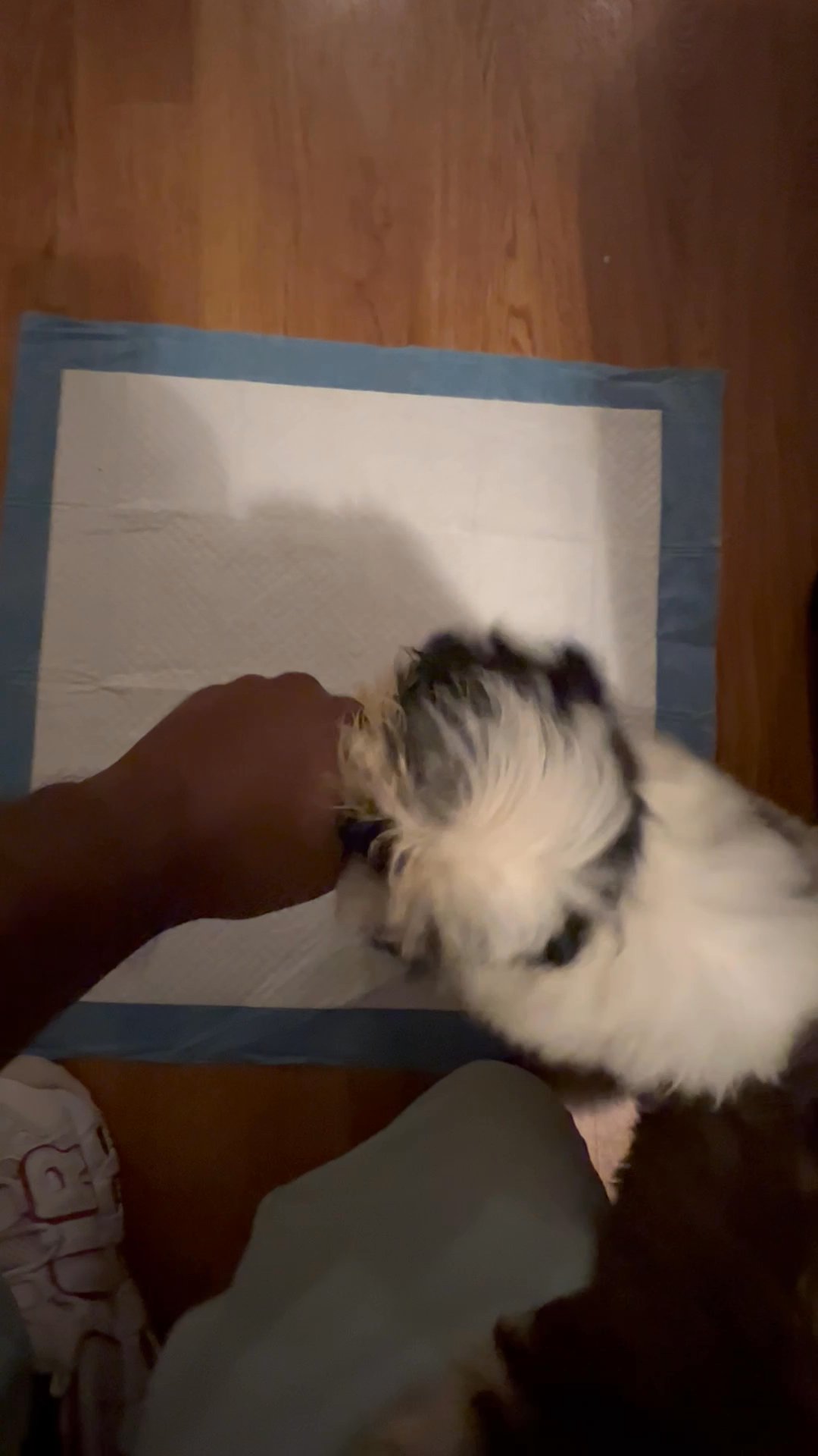 Shih Tzu puppy in Arizona City, Arizona