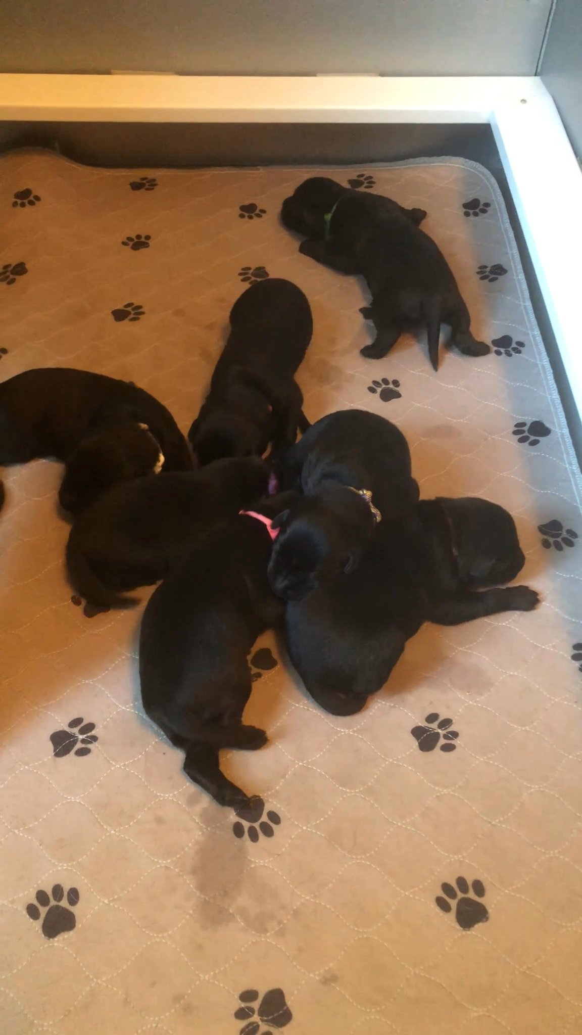 Excellent pedigree male in Arizona City, Arizona