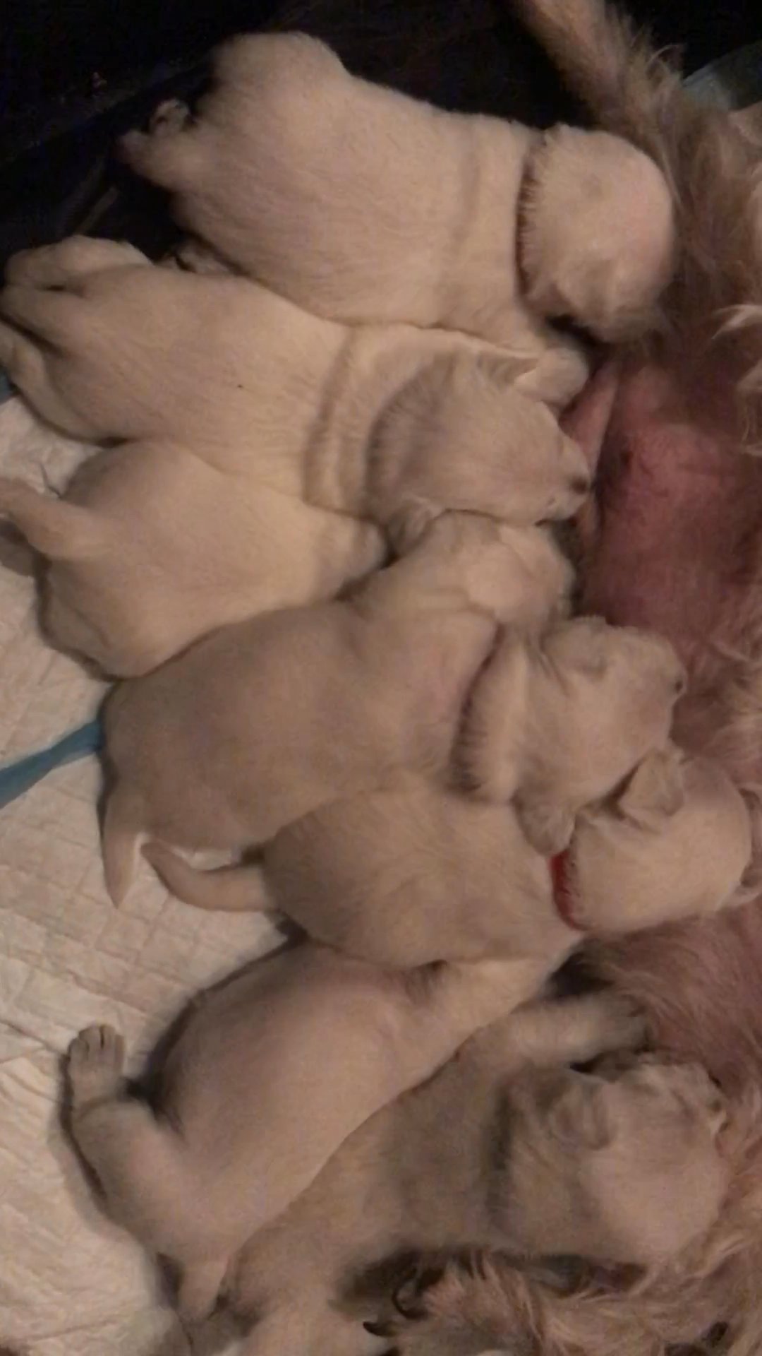 Christmas Westies For Sale in Arizona City, Arizona
