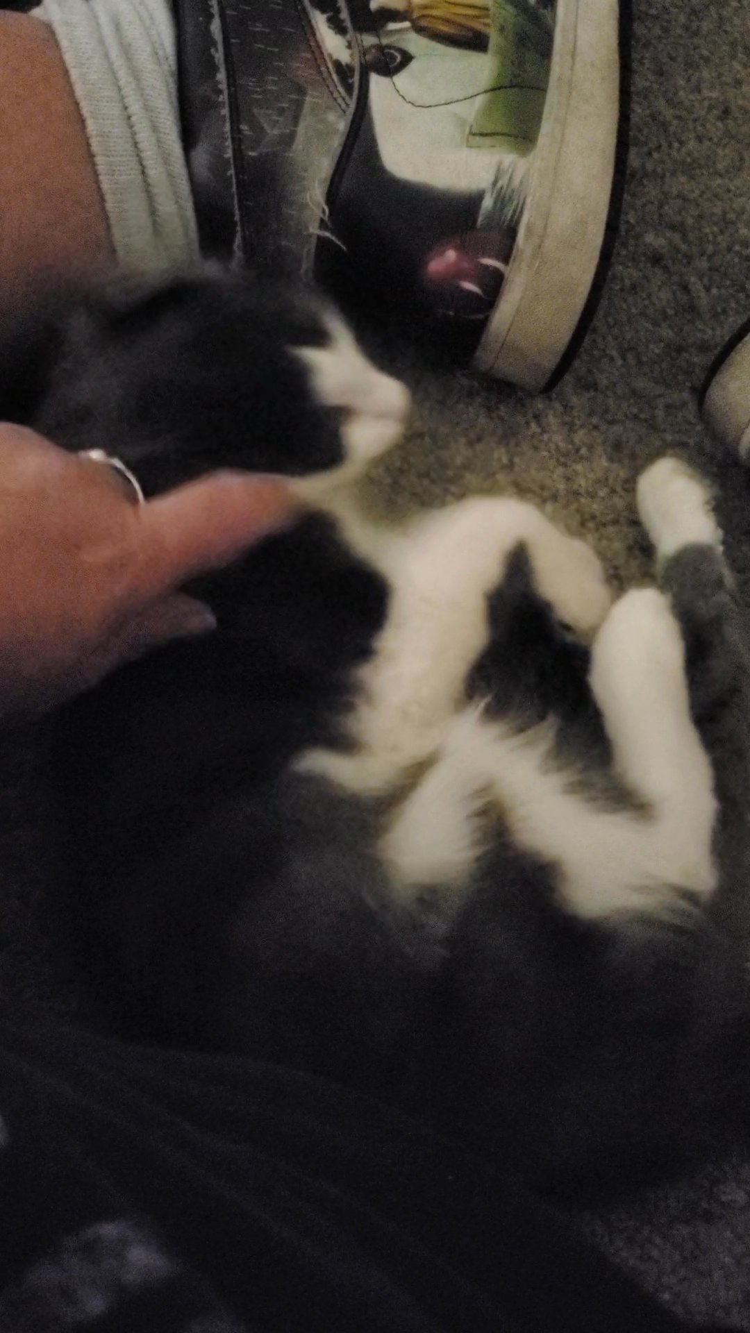 Free kitten in Arizona City, Arizona