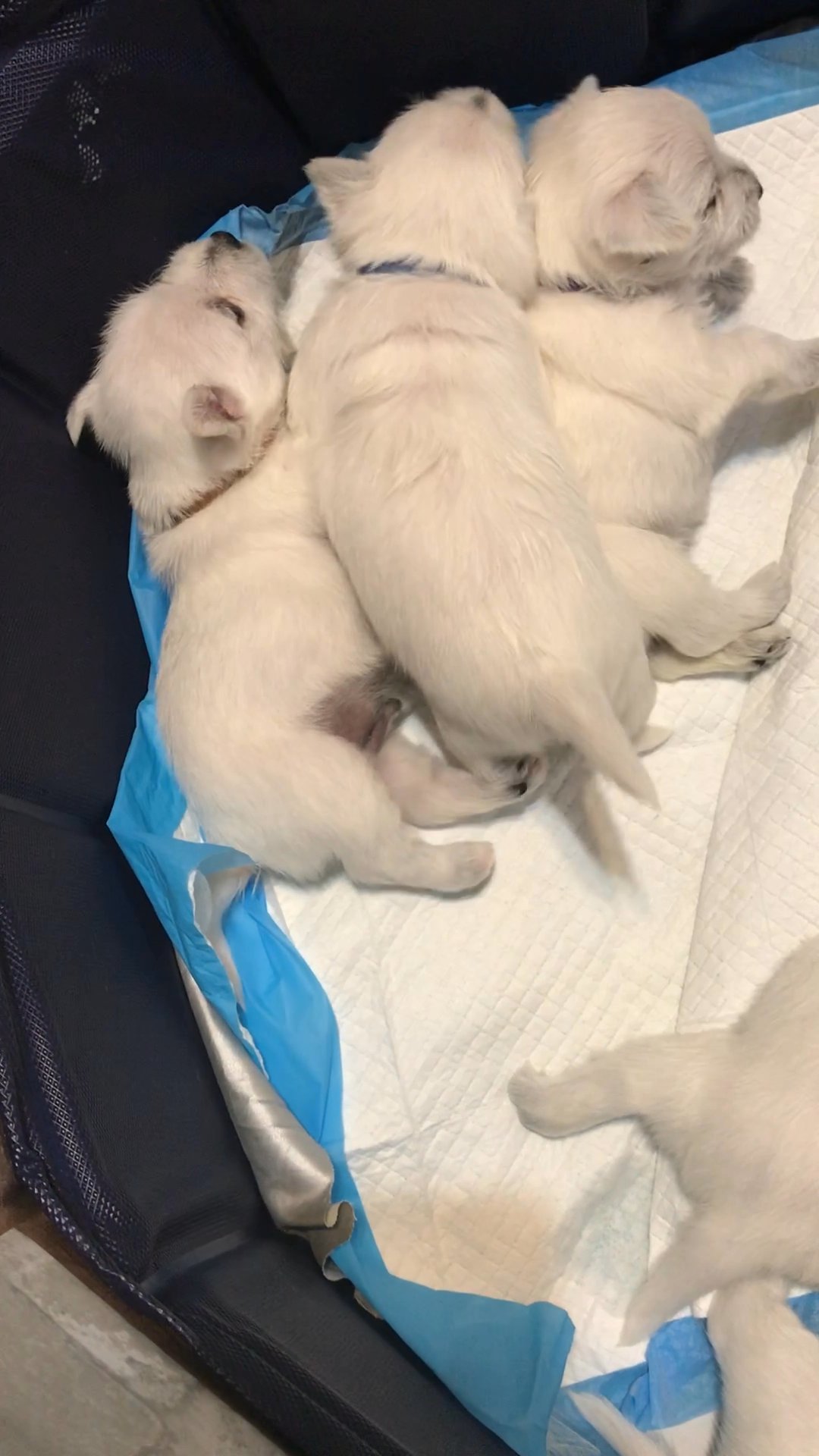 Christmas Westies For Sale in Arizona City, Arizona