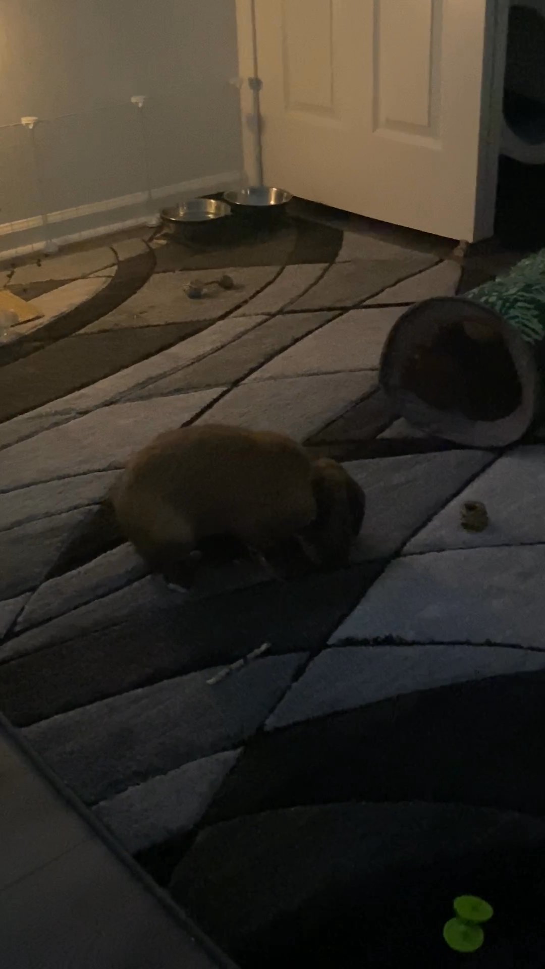 Selling a free rabbit in Arizona City, Arizona