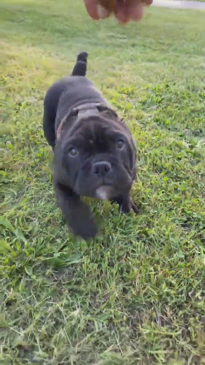 Black male exotic bully ready to go in Arizona City, Arizona