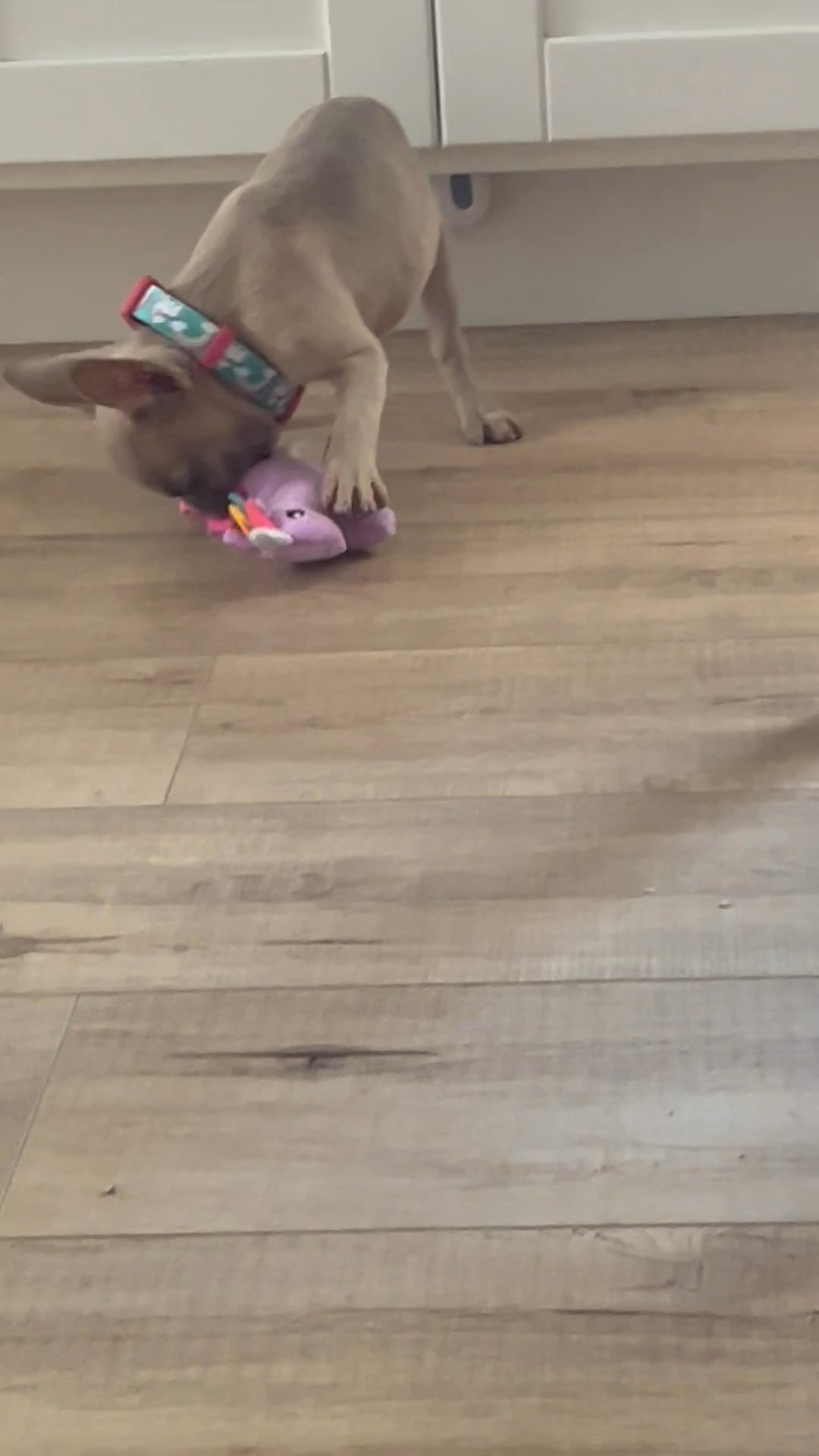 Fawn French Bulldog in Arizona City, Arizona