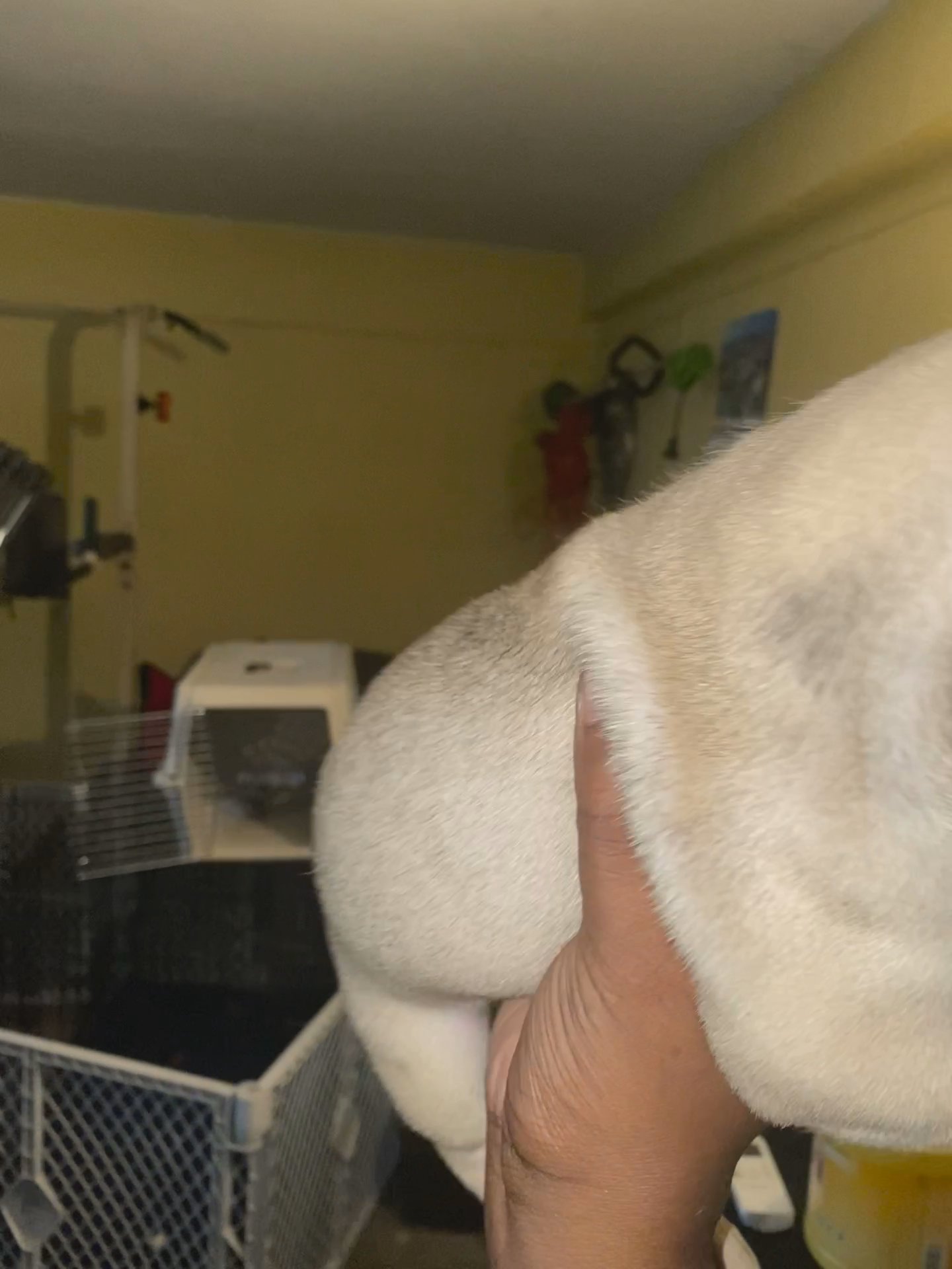 French bulldog in Arizona City, Arizona