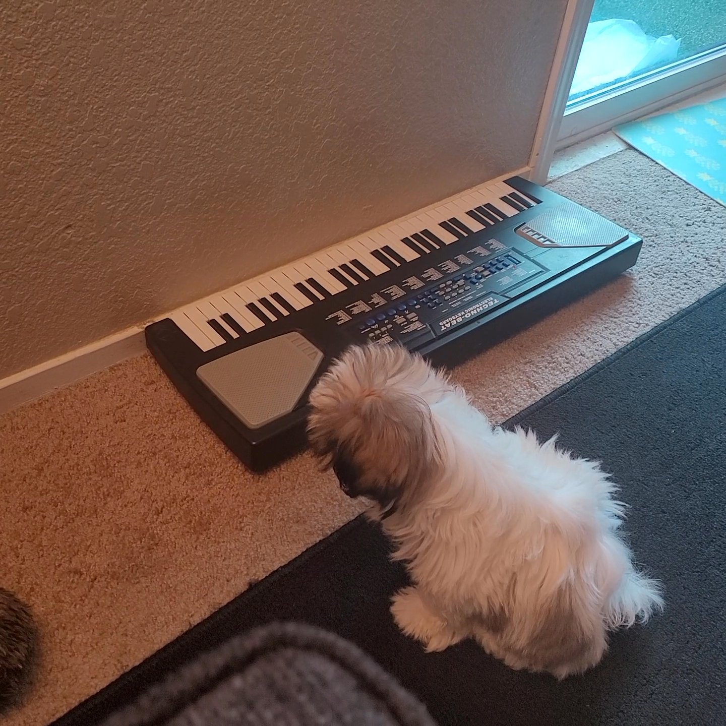 Puppy For Sale in Arizona City, Arizona