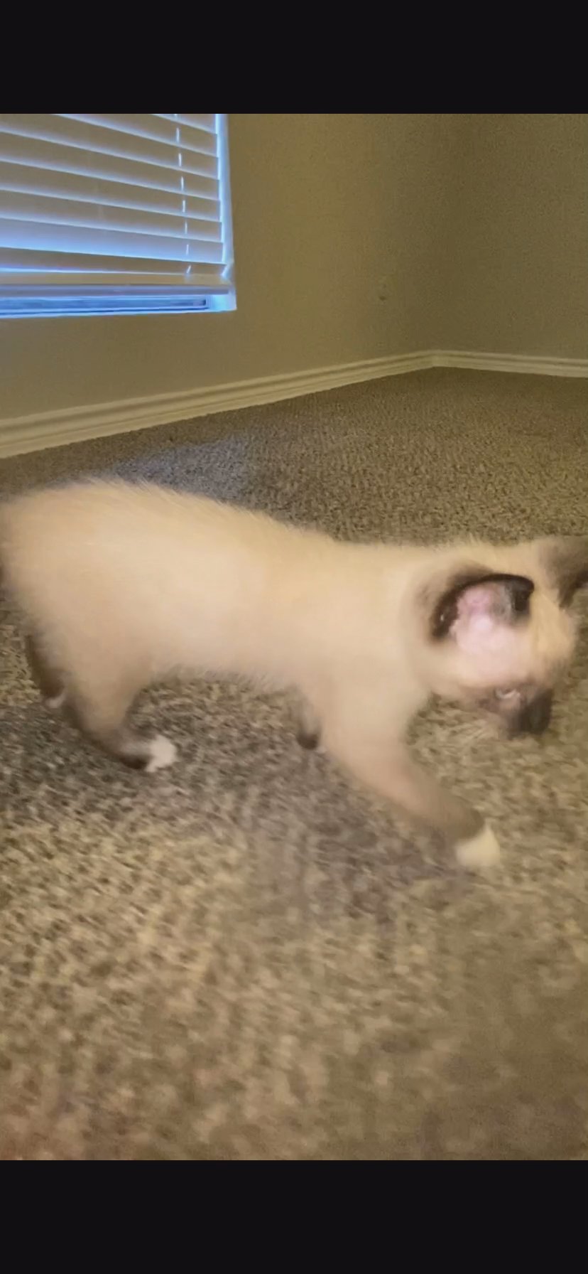 Baby boy Siamese cat in Arizona City, Arizona